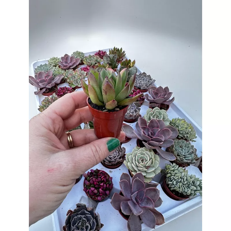 1.5 Cutie Succulents|2 pots|3 pots|4 pots|5 pots