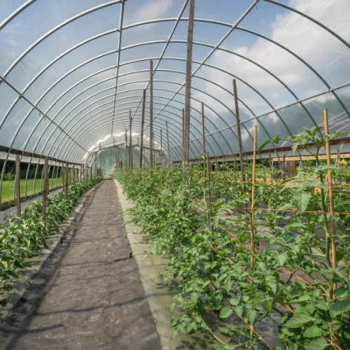 4 Year UV Resistant 6 mil Clear Greenhouse Plastic Sheeting - Best Sellers