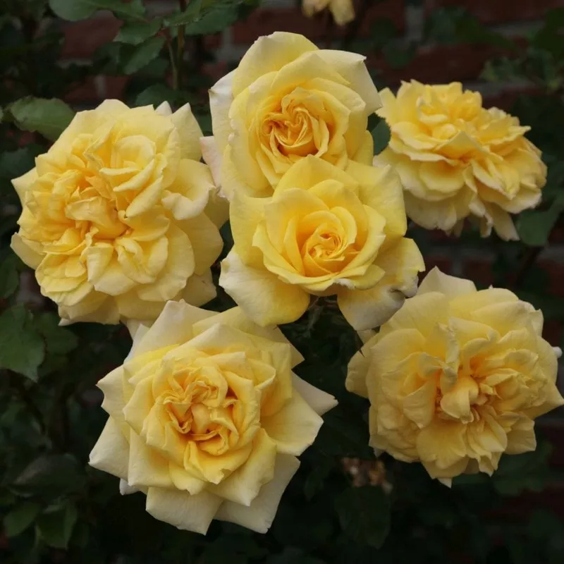 ‘Abbeyfield Gold’ Hybrid Tea Rose