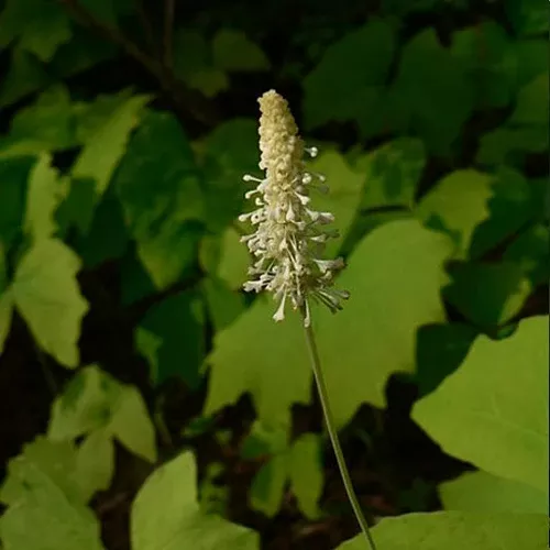 Achlys triphylla (Vanilla Leaf)
