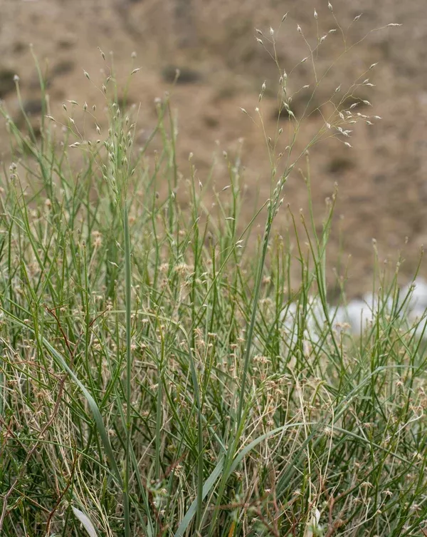 Achnatherum hymenoides (Ricegrass)