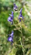 Aconitum columbianum (Monkshood)