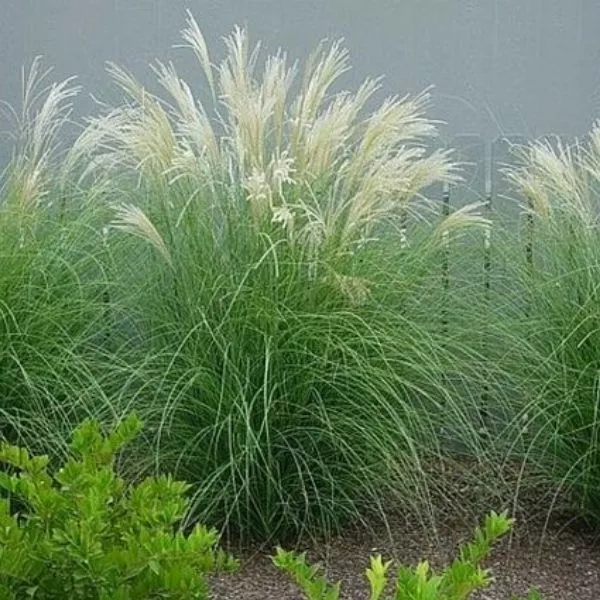 Adagio Maiden Grass