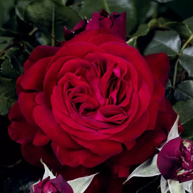 ‘Admiral’ Hybrid Tea Rose|Plant in a 4.5L Pot|3 Plants in 4.5L Pots
