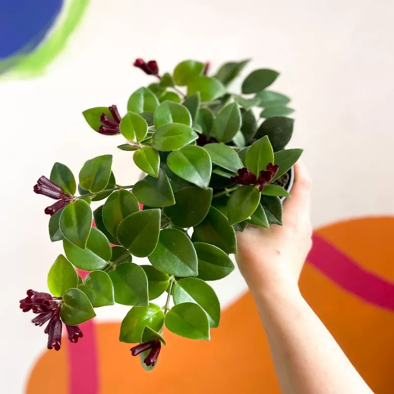 Aeschynanthus 'Mona Lisa' (Lipstick Plant)
