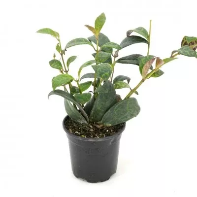 Aeschynathus long. 'Black Pagoda' (Lipstick Plant)