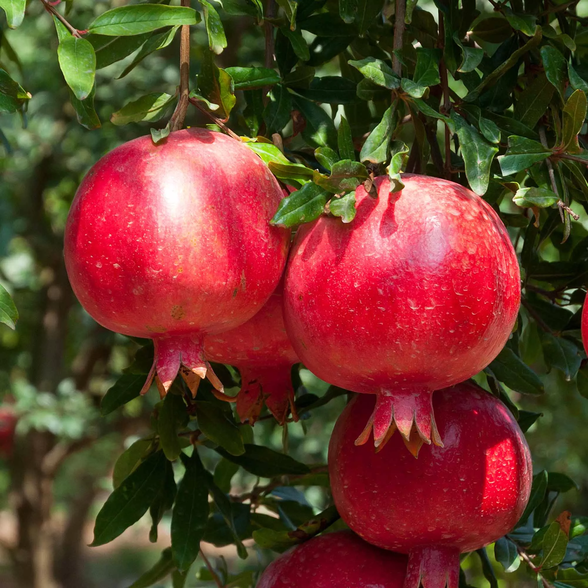 Afganski Pomegranate Tree