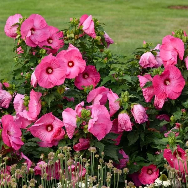 Airbrush Effect Hardy Hibiscus