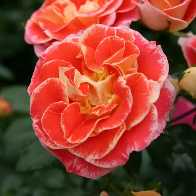‘Airbrush’ Floribunda Rose|Plant in a 4.5L Pot|3 Plants in 4.5L Pots
