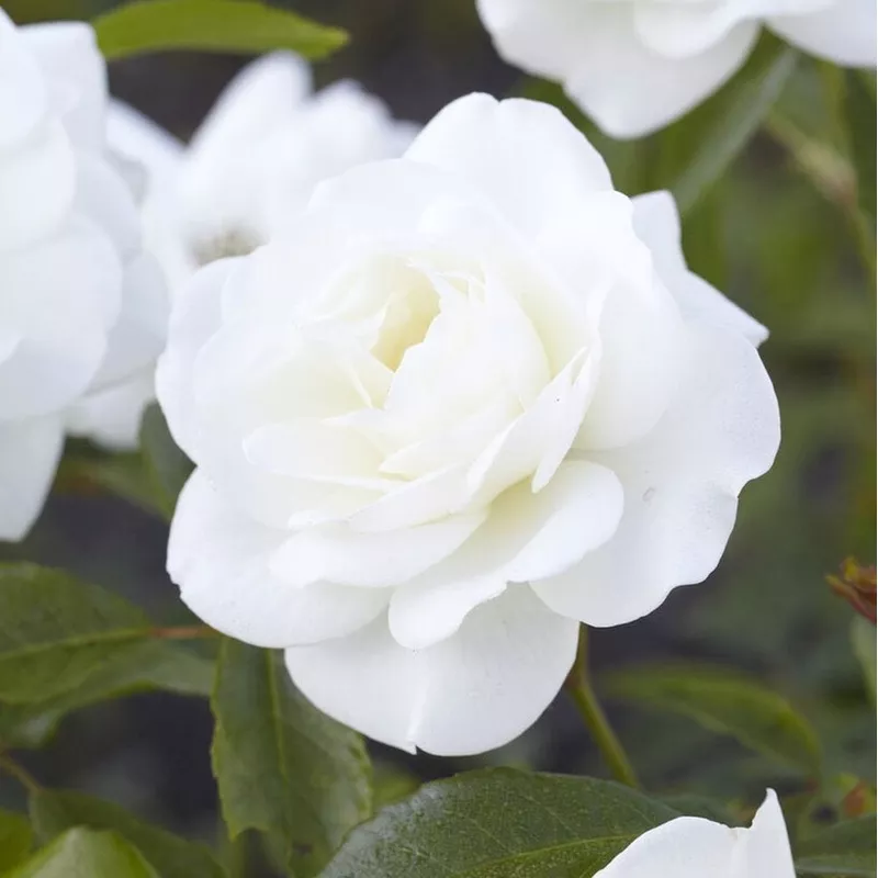‘Alaska’ Climbing Rose|Plant in a 5.5L Pot|3 Plants in 5.5L Pots