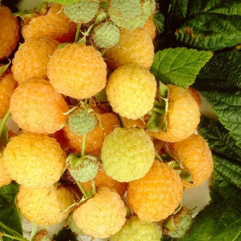 ‘All Gold’ Raspberry Plants|Plant in a 3L Pot|3 Plants in 3L Pots|5 Bare Root Canes