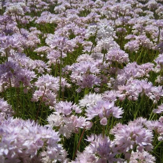 Allium amplectens (Narrowleaf Onion) Seed Packet WW
