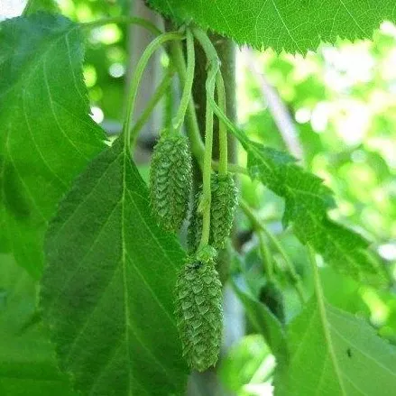 Alnus viridis ssp. sinuata (Sitka Alder)