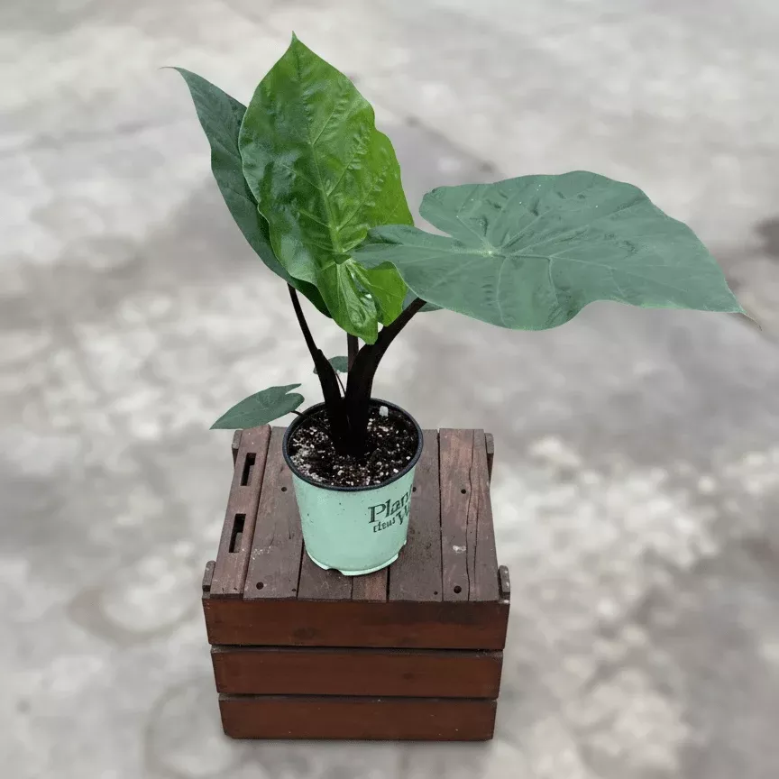 Alocasia Dark Star Elephant Ear
