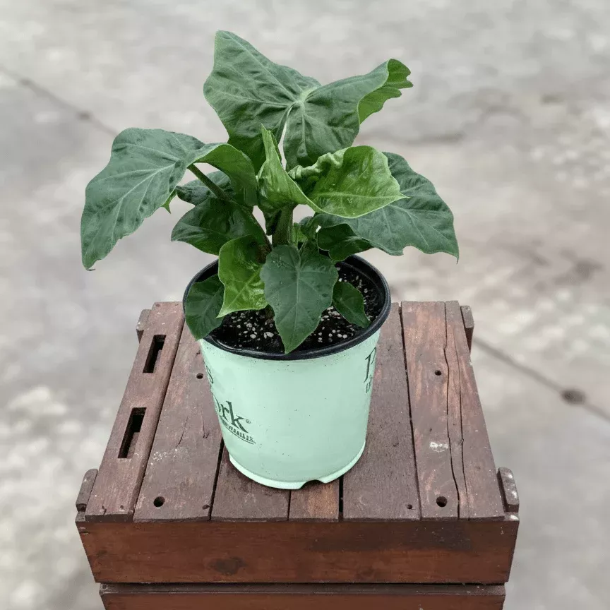 Alocasia Low Rider Elephant Ear