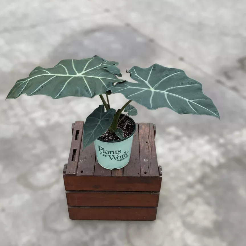 Alocasia Mayan Mask Elephant Ear