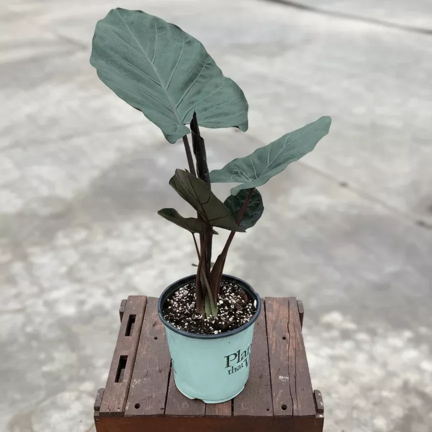 Alocasia Metalhead Elephant Ear