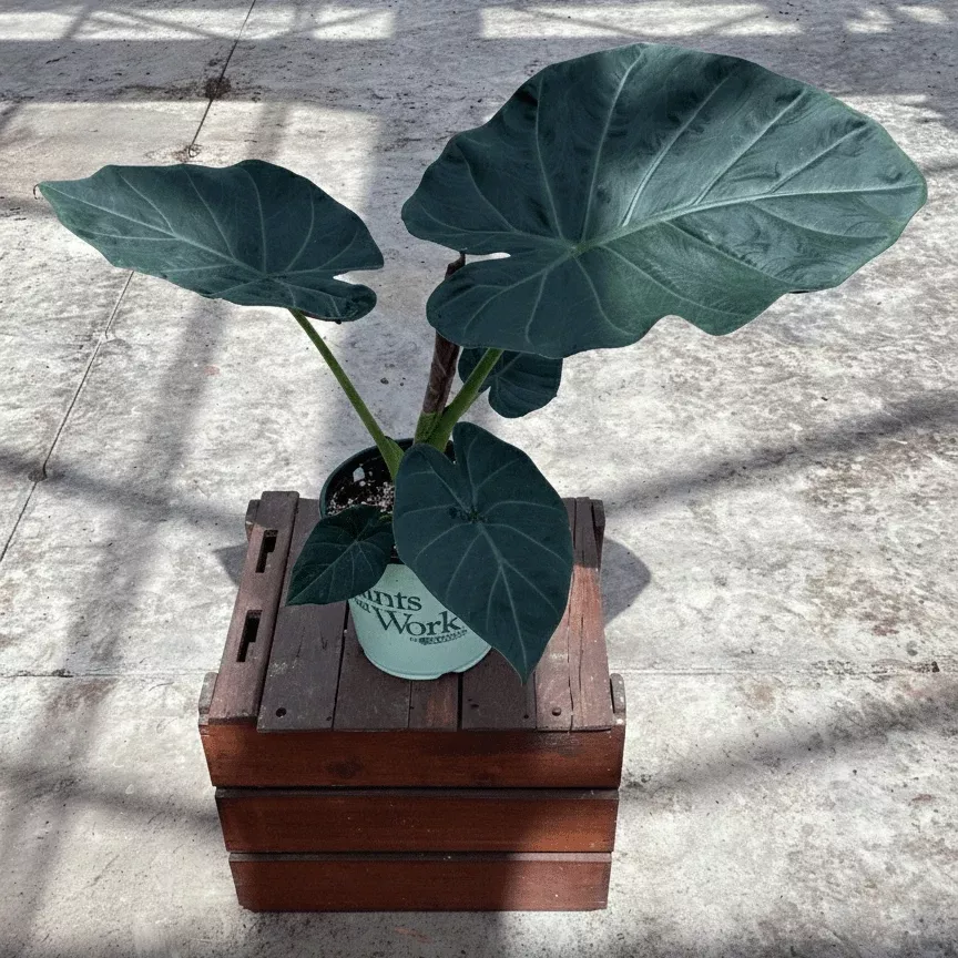 Alocasia Regal Shields Elephant Ear