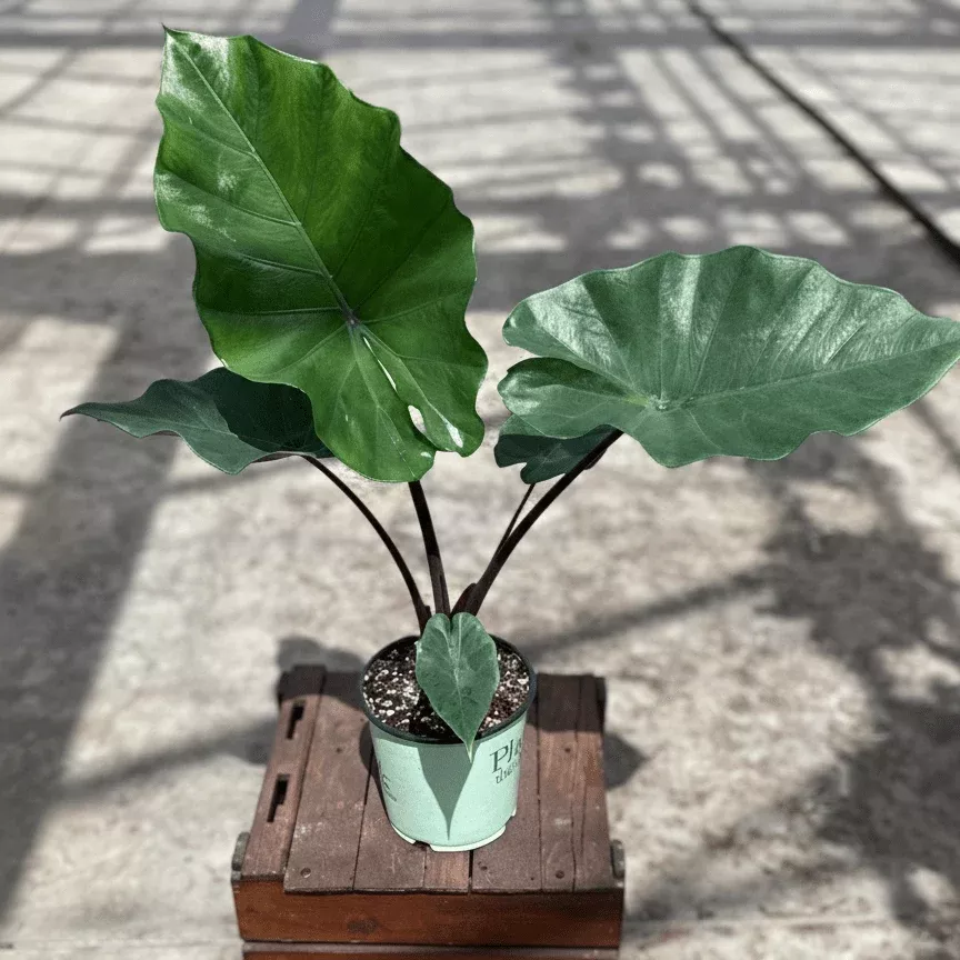 Alocasia Sumo Elephant Ear