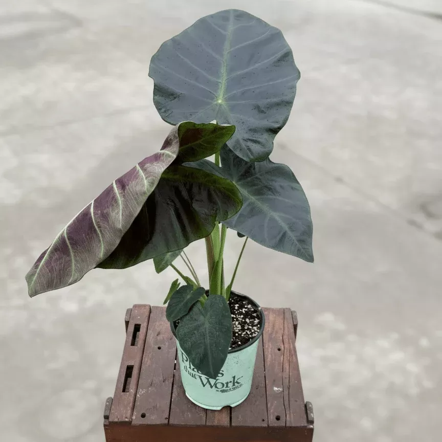 Aloha Elephant Ear