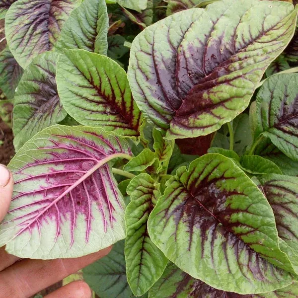 Amaranth 'Miriah Leaf' (Amaranthus tricolor) - Seed AS