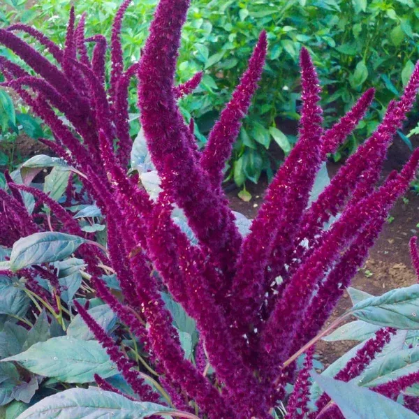 Amaranth 'Oeschberg' (Amaranthus cruentus) - Seed AS