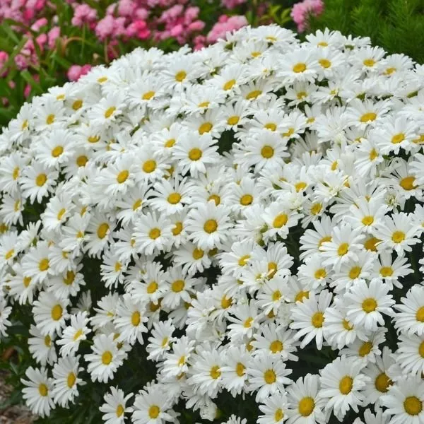 Amazing Daisies Daisy May Shasta Daisy