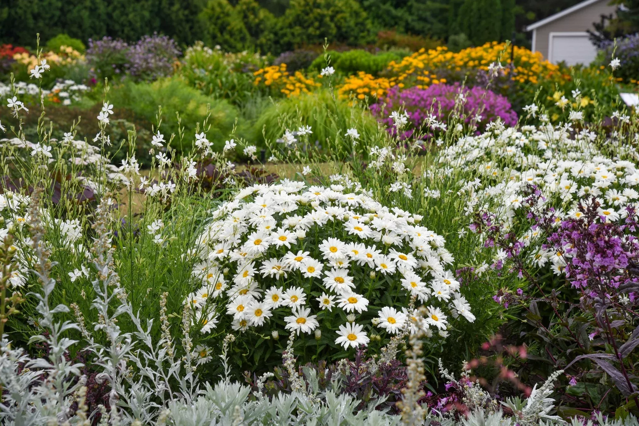 Amazing Daisies 'Dream Big' Shasta Daisy