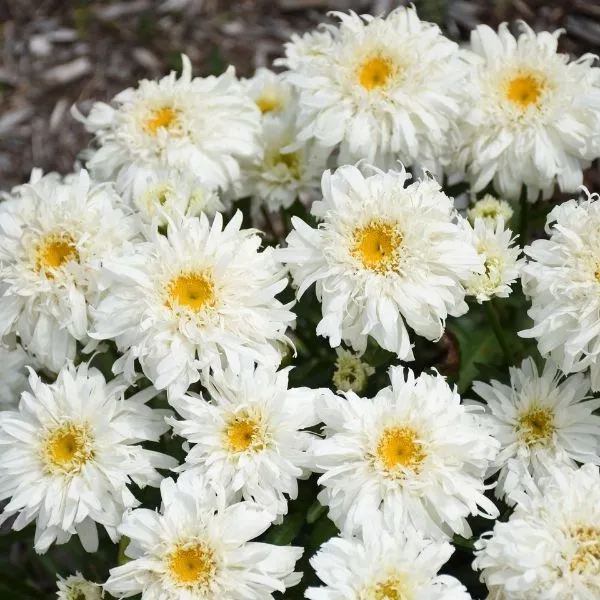Amazing Daisies Marshmallow Shasta Daisy