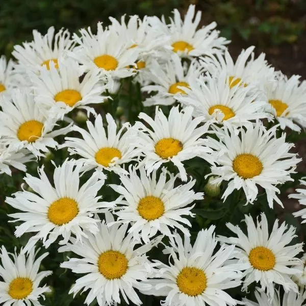Amazing Daisies Spun Silk Shasta Daisy
