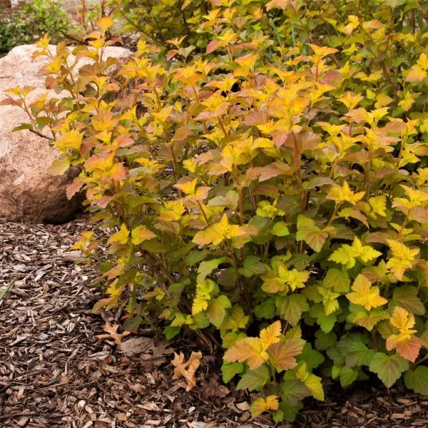 Amber Jubilee™ Ninebark