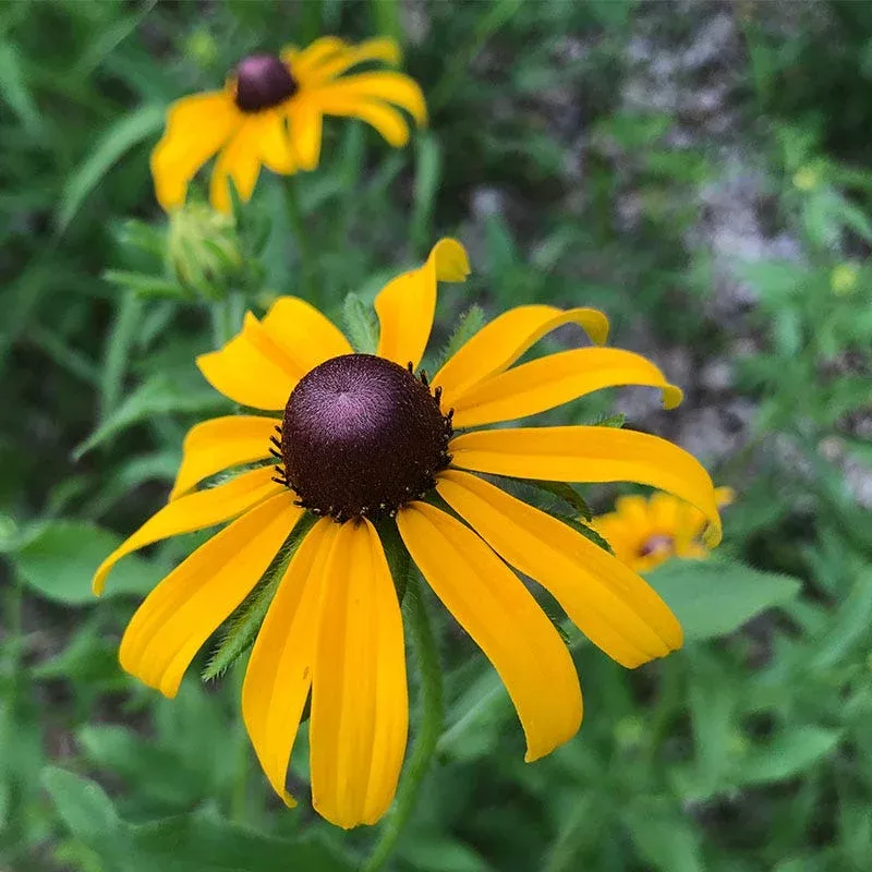 American Gold Rush Black - Eyed Susan
