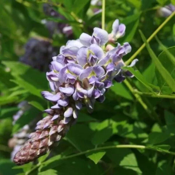 Amethyst Falls Wisteria Vine