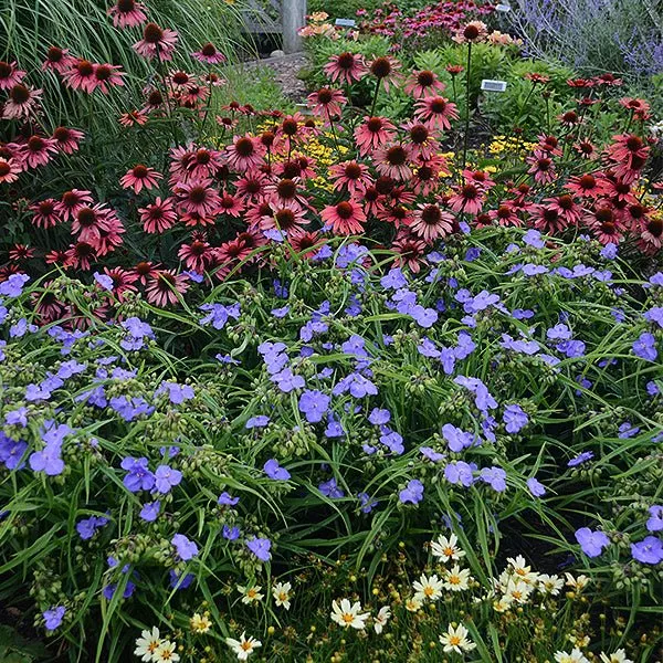Amethyst Kiss™ Spiderwort
