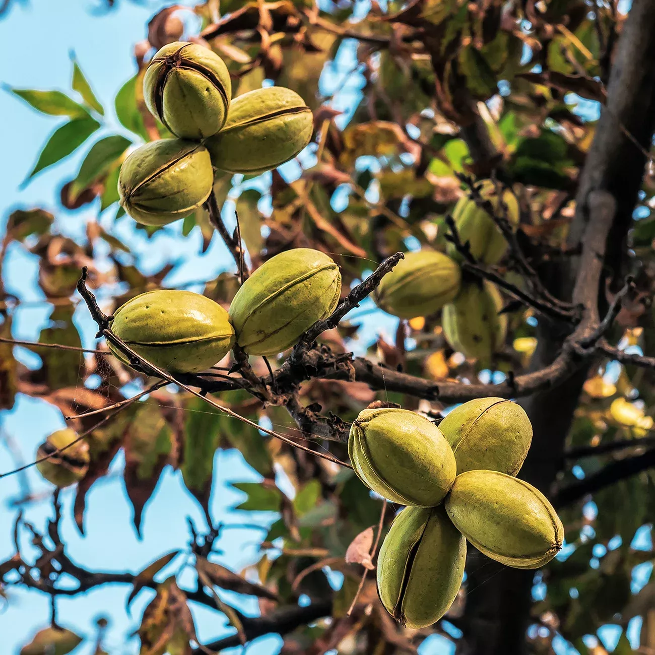Amling Pecan Tree | Type 1 Pollinator