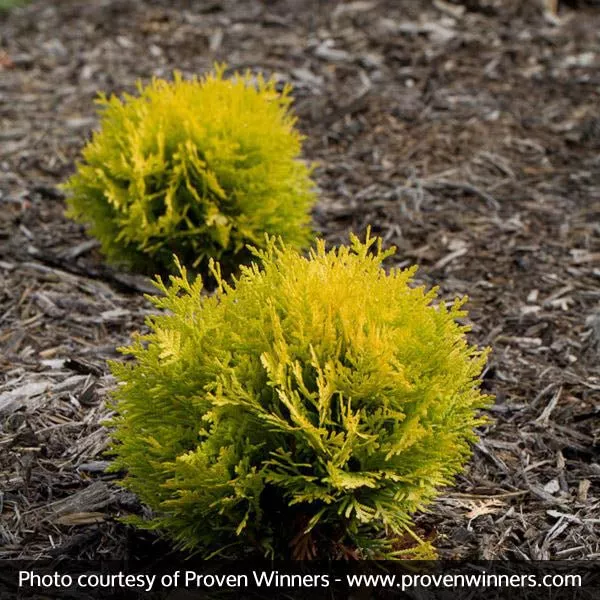 Anna's Magic Ball Arborvitae