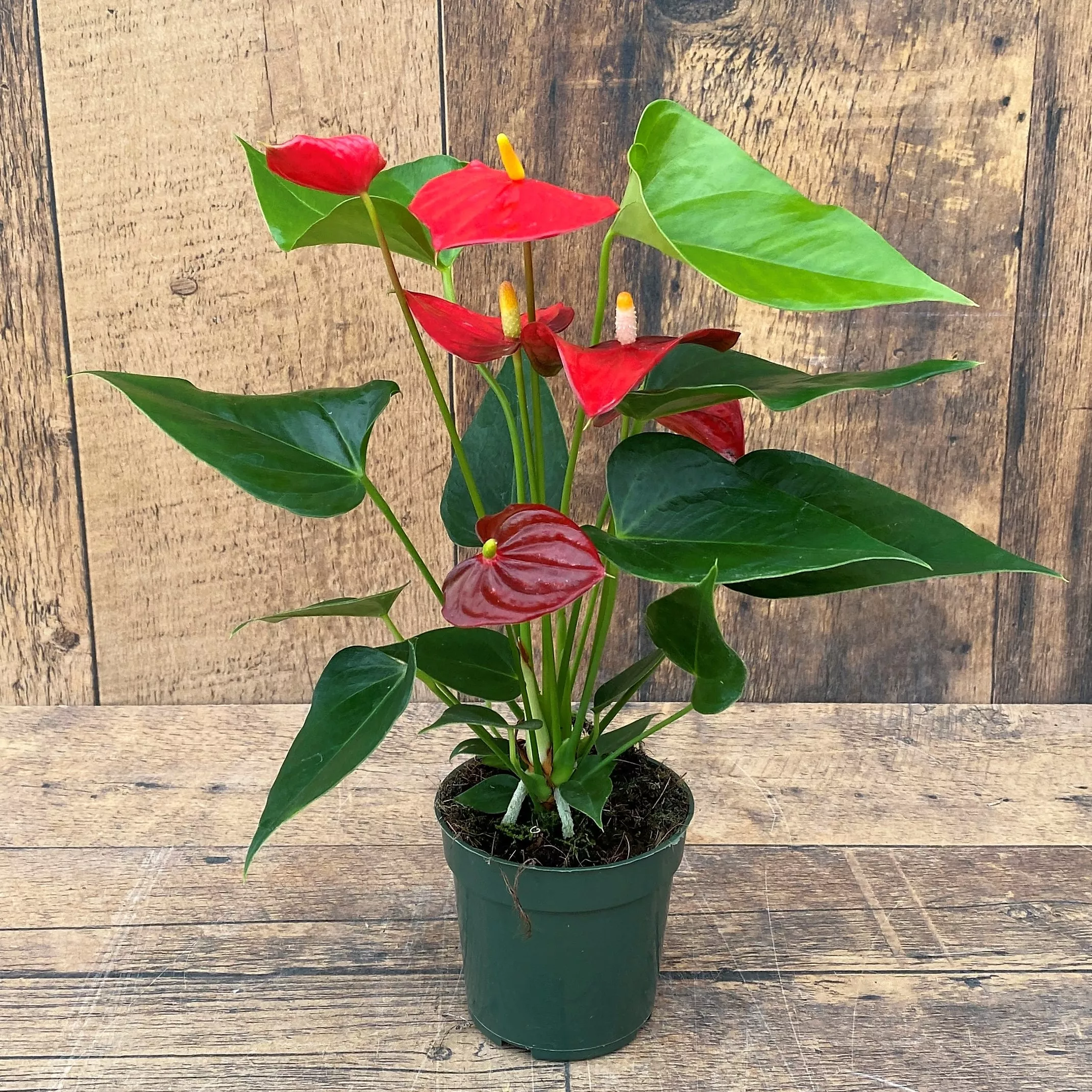 Anthurium (6″ pot) Grower’s Choice