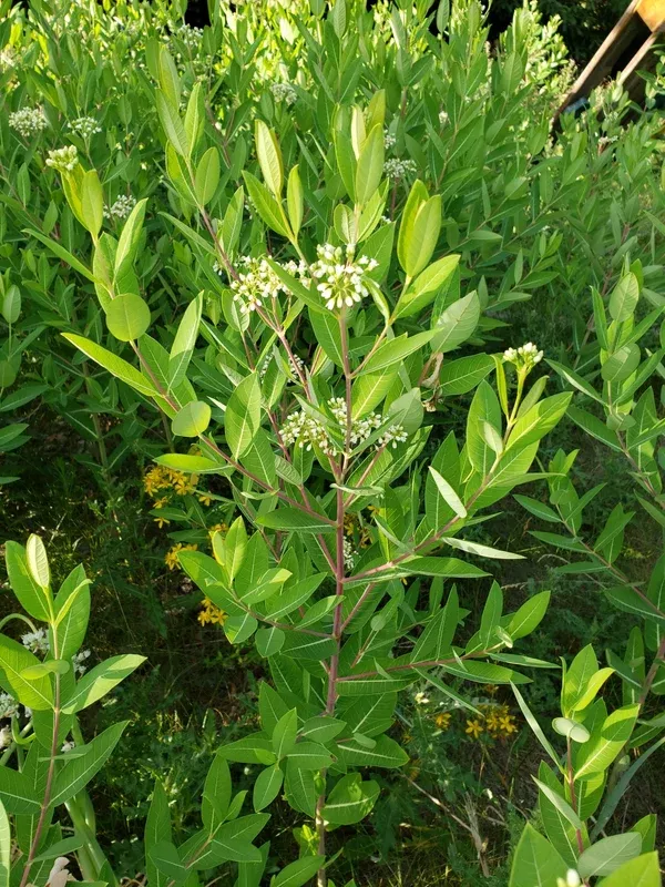 Apocynum cannabinum (Hemp Dogbane) CC RO