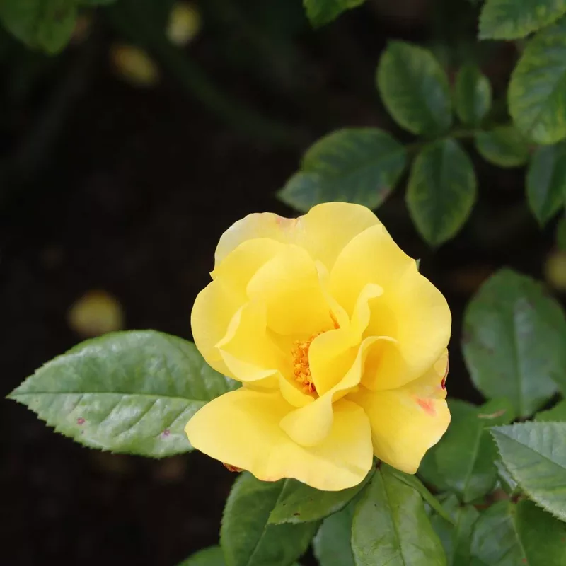 ‘Apple Jack’ Floribunda Rose|Plant in a 4.5L Pot|3 Plants in 4.5L Pots