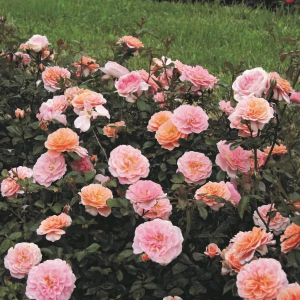 Apricot Drift Groundcover Rose