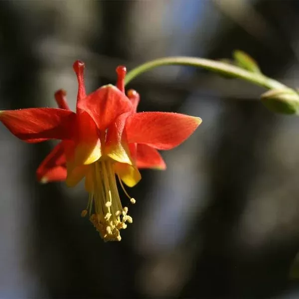 Aquilegia formosa (Western Columbine) Seed Packet WW
