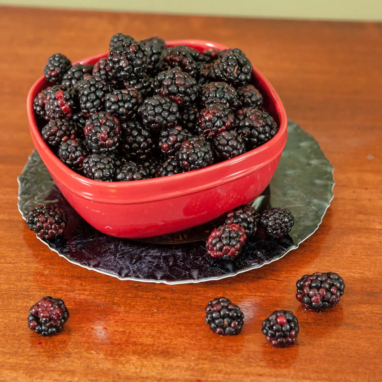 Arapaho Blackberry Bush