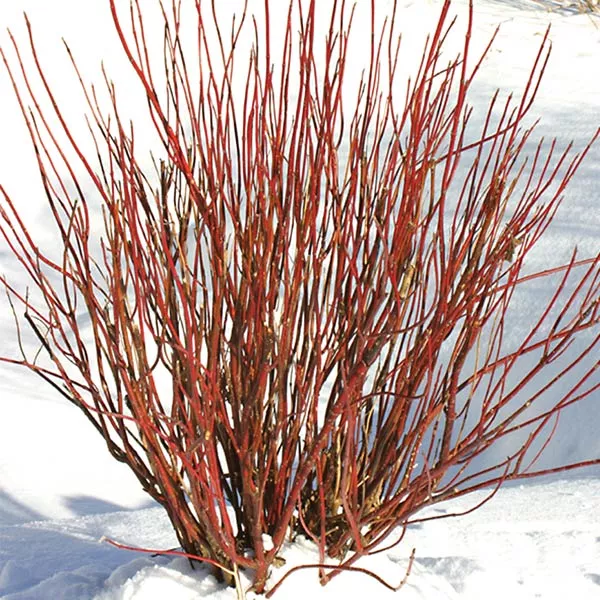 Arctic Fire Red Redosier Dogwood