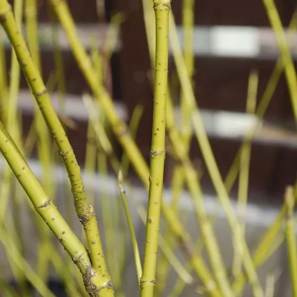 Arctic Fire Yellow Twig Dogwood