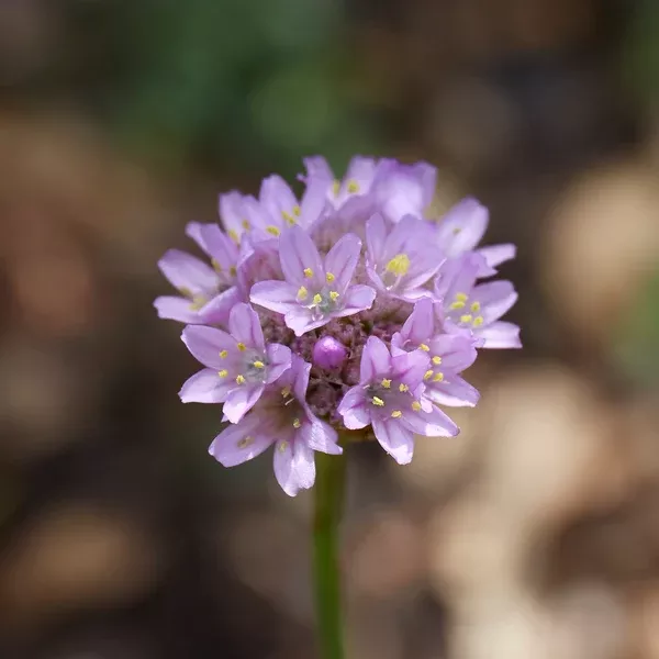 Armeria maritima (Sea Thrift)