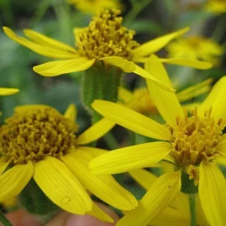 Arnica amplexicaulis (Clasping Arnica)