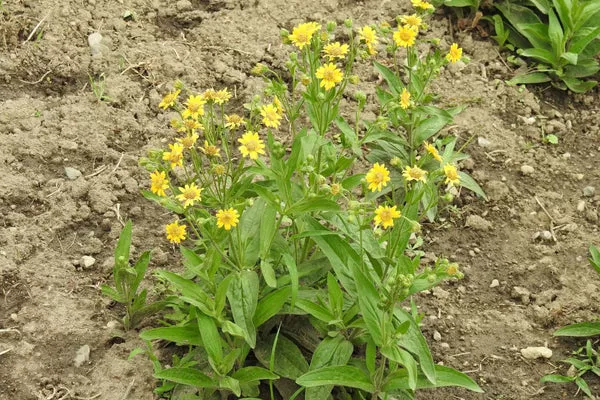 Arnica chamissinosis (Arnica) - Seed MG