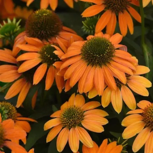 Artisan™ Soft Orange Coneflower