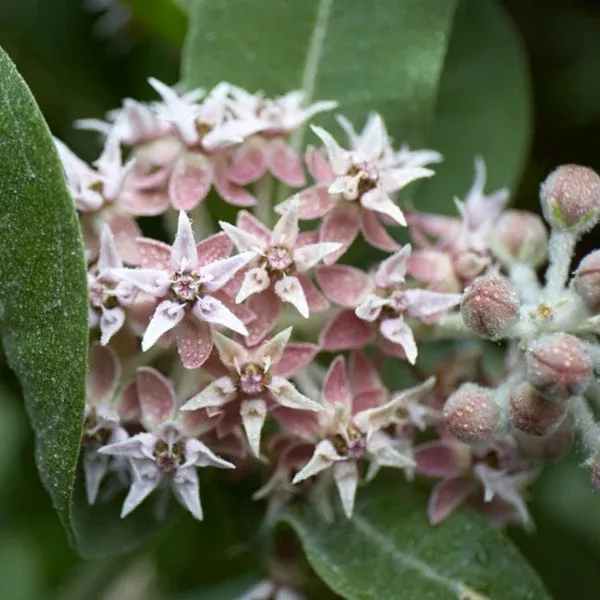 Asclepias speciosa (Showy Milkweed) Seed Packet WW