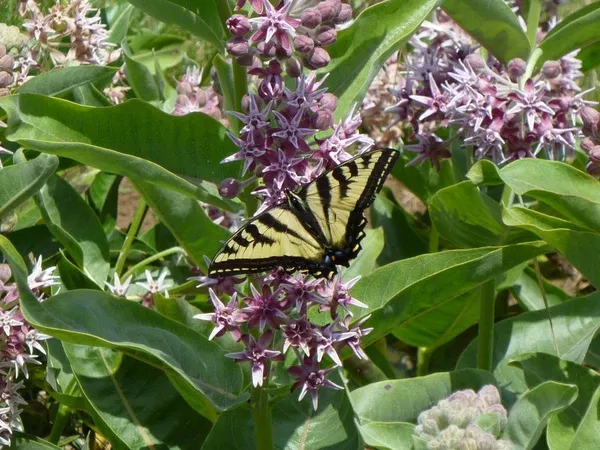 Asclepias speciosa (Showy Milkweed) Seed